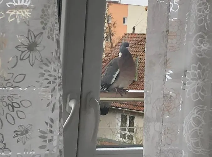 Mieszkanie U Anety Na Krotkiej Apartman